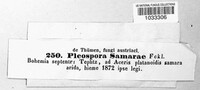 Stemphylium vesicarium image